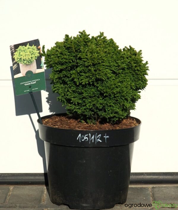 SZYDLICA JAPOŃSKA GREEN PEARL Cryptomeria japonica