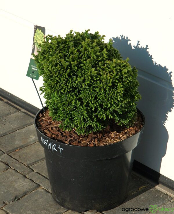 SZYDLICA JAPOŃSKA GREEN PEARL Cryptomeria japonica