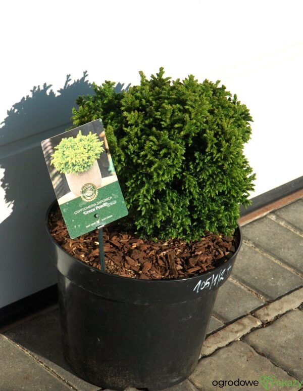 SZYDLICA JAPOŃSKA GREEN PEARL Cryptomeria japonica