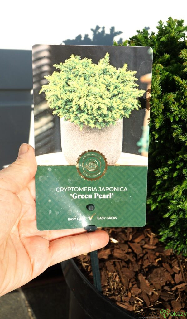 SZYDLICA JAPOŃSKA GREEN PEARL Cryptomeria japonica