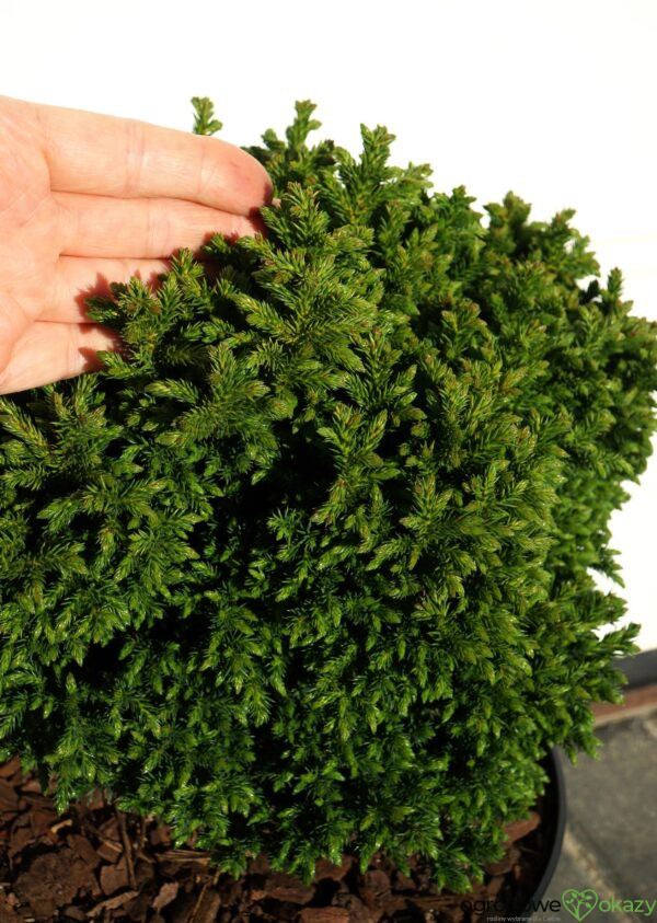 SZYDLICA JAPOŃSKA GREEN PEARL Cryptomeria japonica
