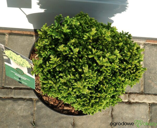 SZYDLICA JAPOŃSKA GREEN PEARL Cryptomeria japonica