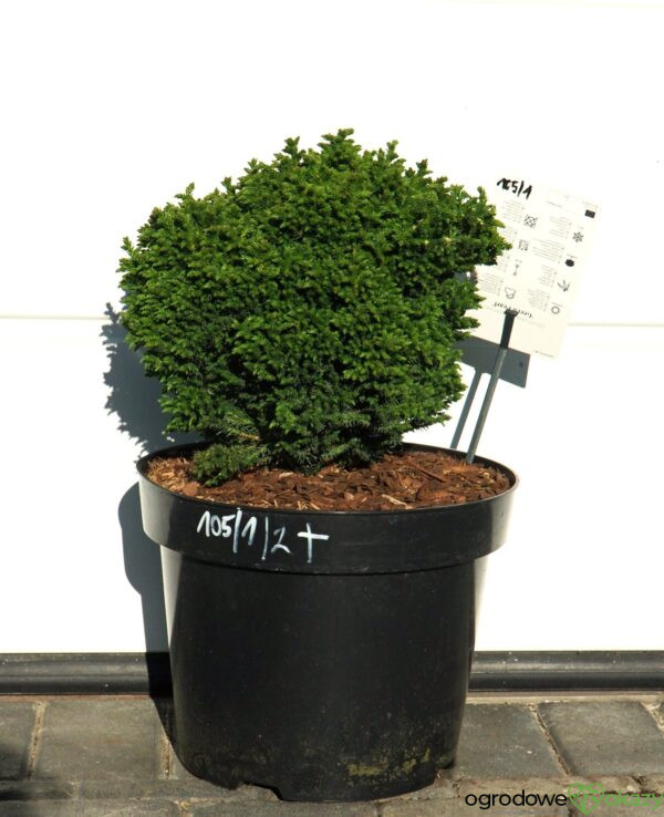 SZYDLICA JAPOŃSKA GREEN PEARL Cryptomeria japonica