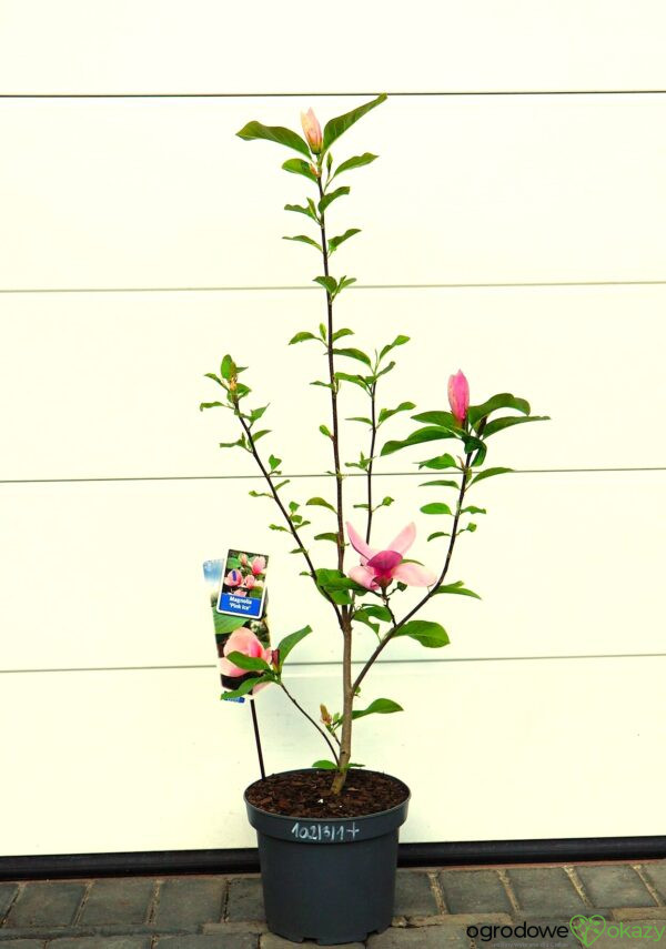 MAGNOLIA PINK ICE