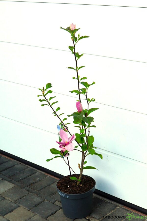 MAGNOLIA PINK ICE