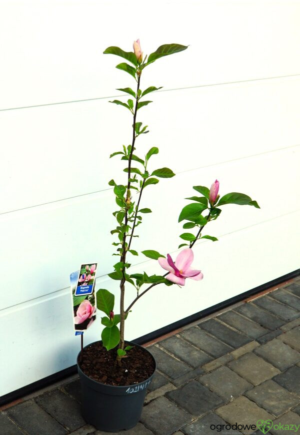 MAGNOLIA PINK ICE