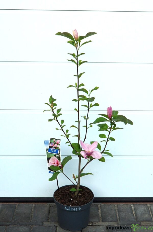 MAGNOLIA PINK ICE