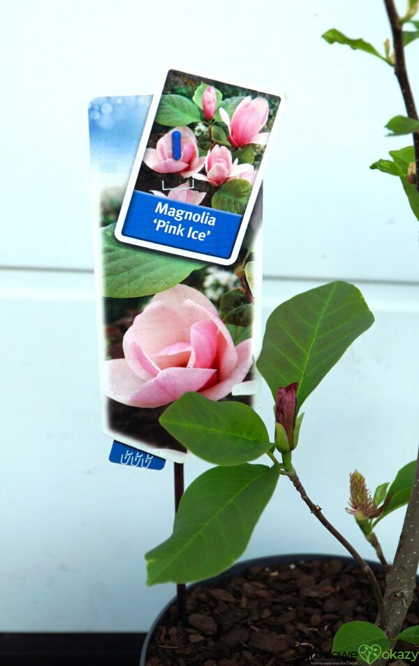 MAGNOLIA PINK ICE