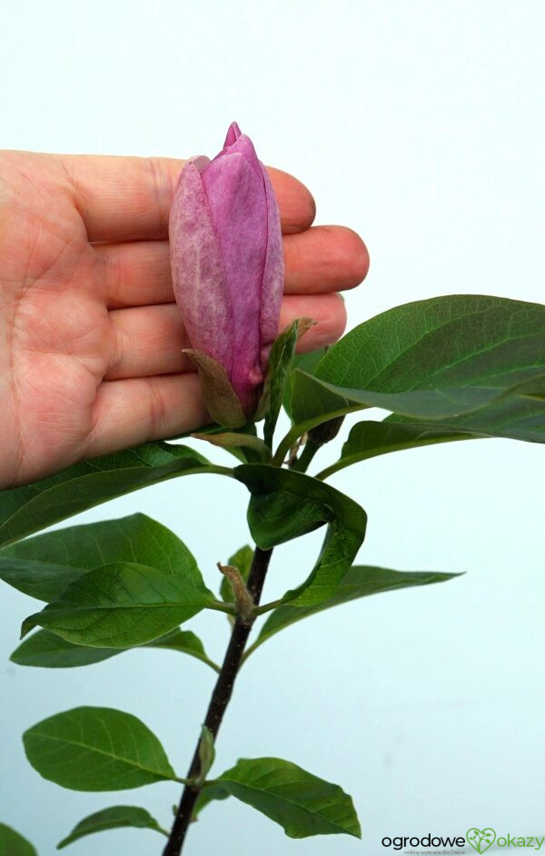MAGNOLIA PINK ICE
