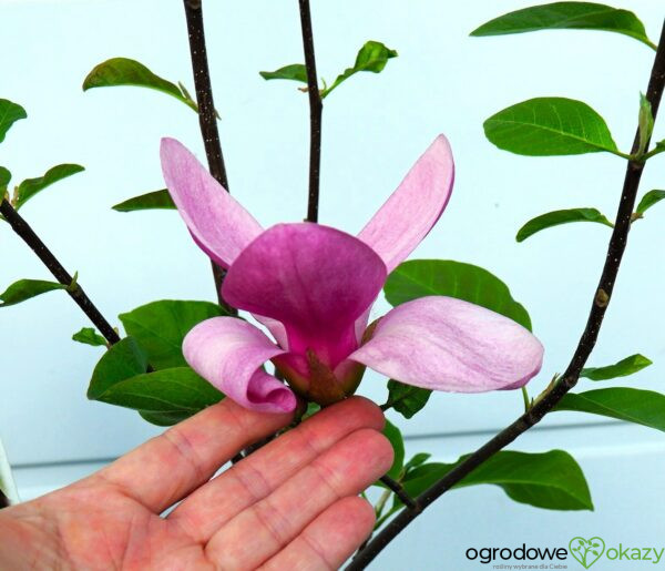 MAGNOLIA PINK ICE