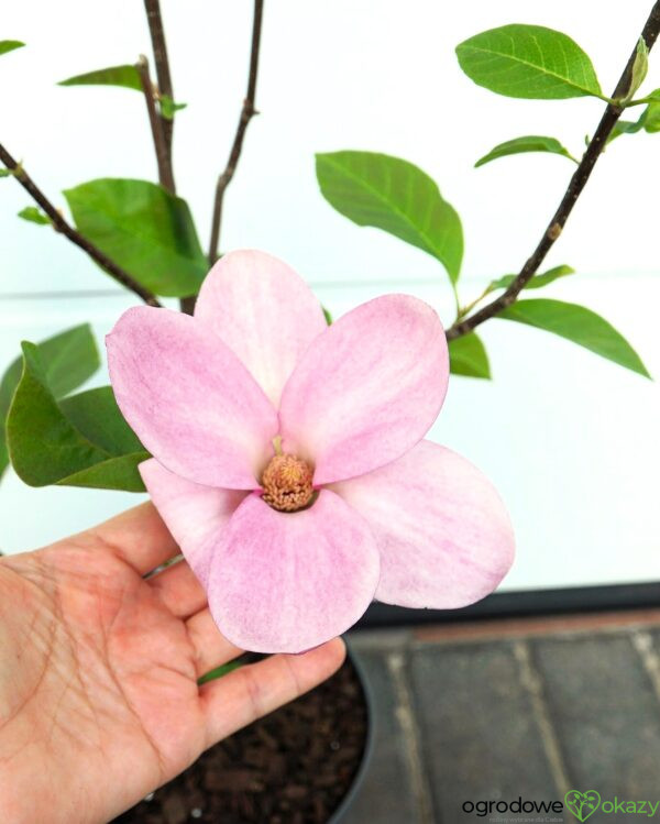 MAGNOLIA PINK ICE