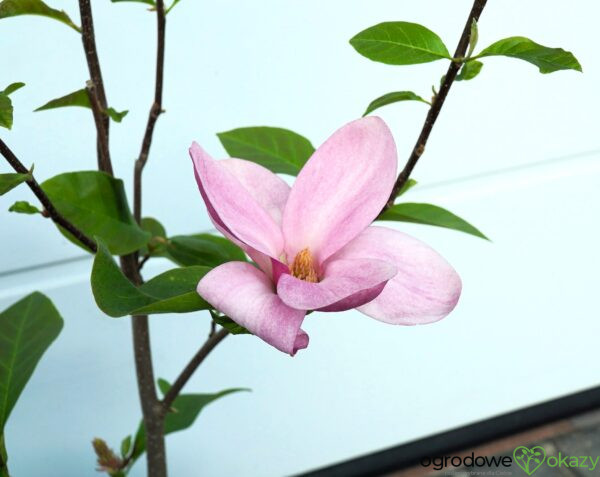MAGNOLIA PINK ICE
