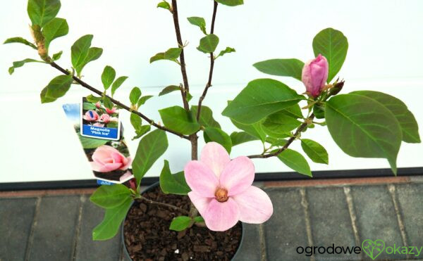 MAGNOLIA PINK ICE