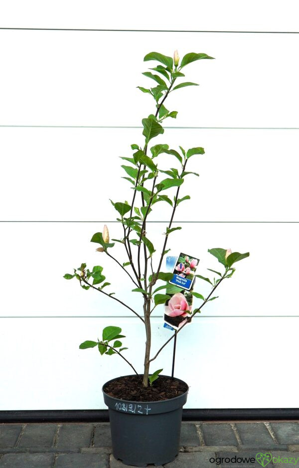 MAGNOLIA PINK ICE