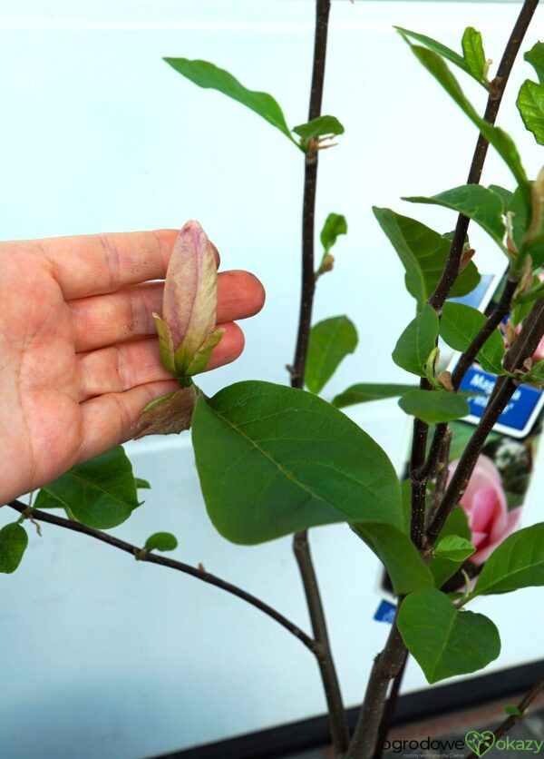 MAGNOLIA PINK ICE