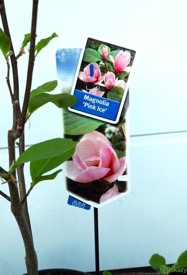 MAGNOLIA PINK ICE