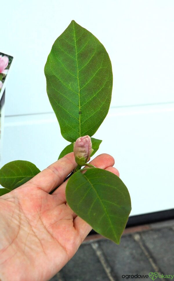 MAGNOLIA PINK ICE