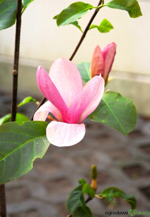 MAGNOLIA PINK ICE