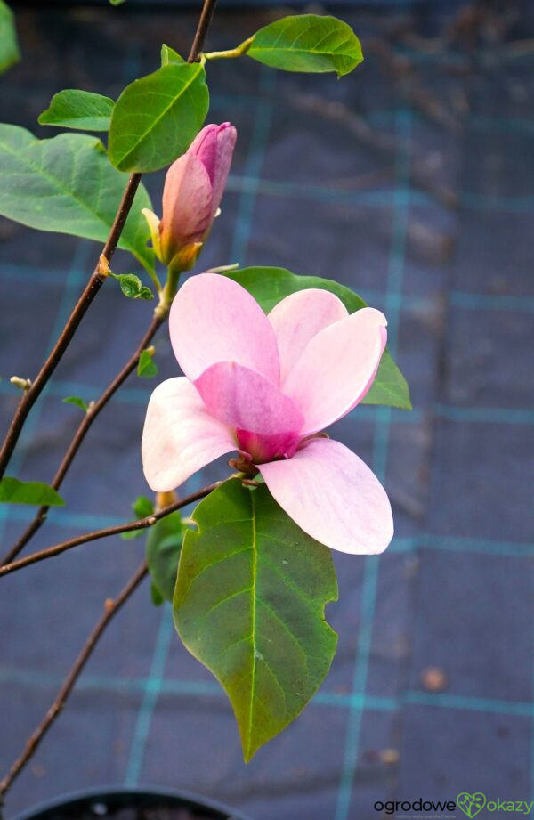 MAGNOLIA PINK ICE