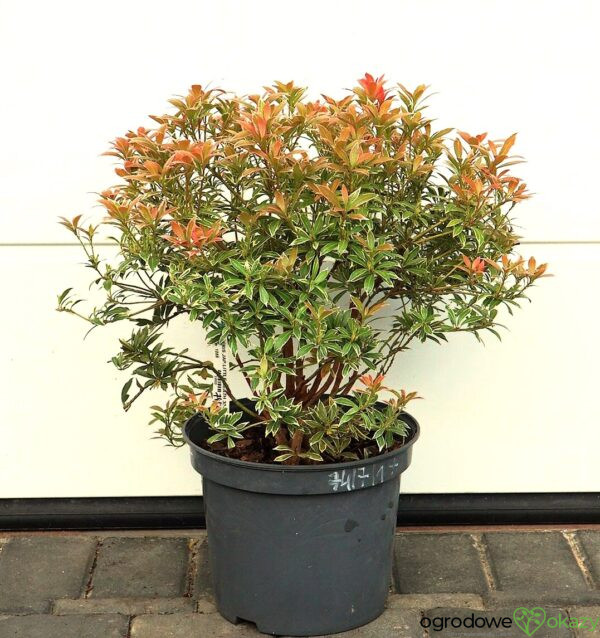 PIERIS JAPOŃSKI LITTLE HEATH Pieris japonica