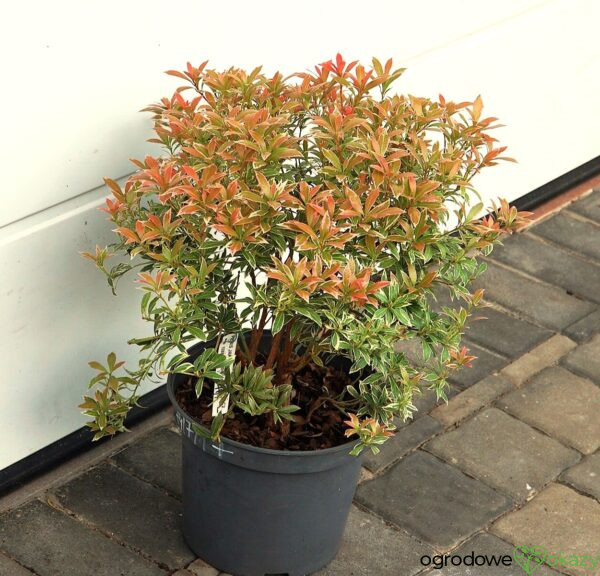 PIERIS JAPOŃSKI LITTLE HEATH Pieris japonica