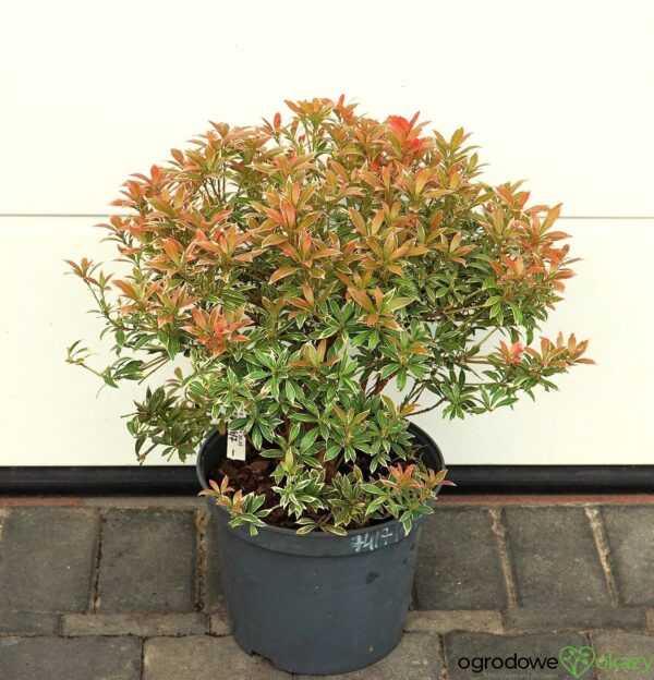 PIERIS JAPOŃSKI LITTLE HEATH Pieris japonica