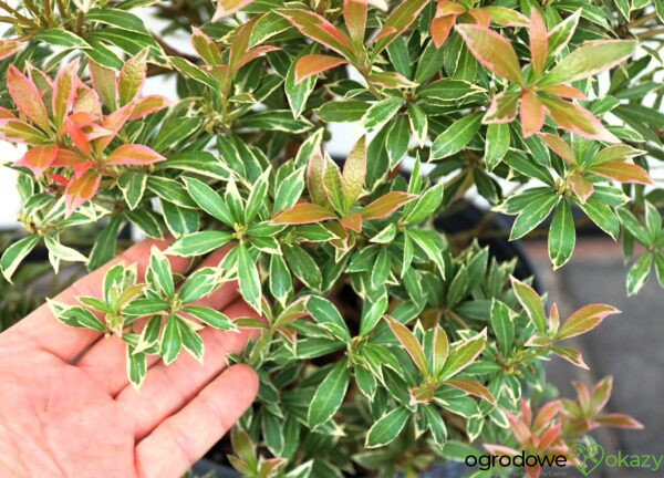 PIERIS JAPOŃSKI LITTLE HEATH Pieris japonica