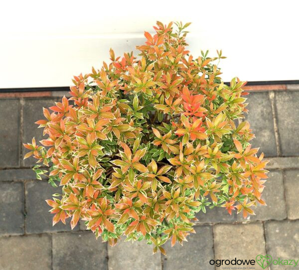 PIERIS JAPOŃSKI LITTLE HEATH Pieris japonica