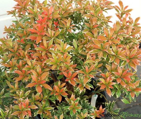 PIERIS JAPOŃSKI LITTLE HEATH Pieris japonica