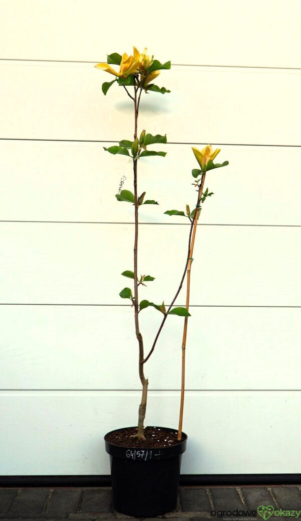 MAGNOLIA JUDY ZUK