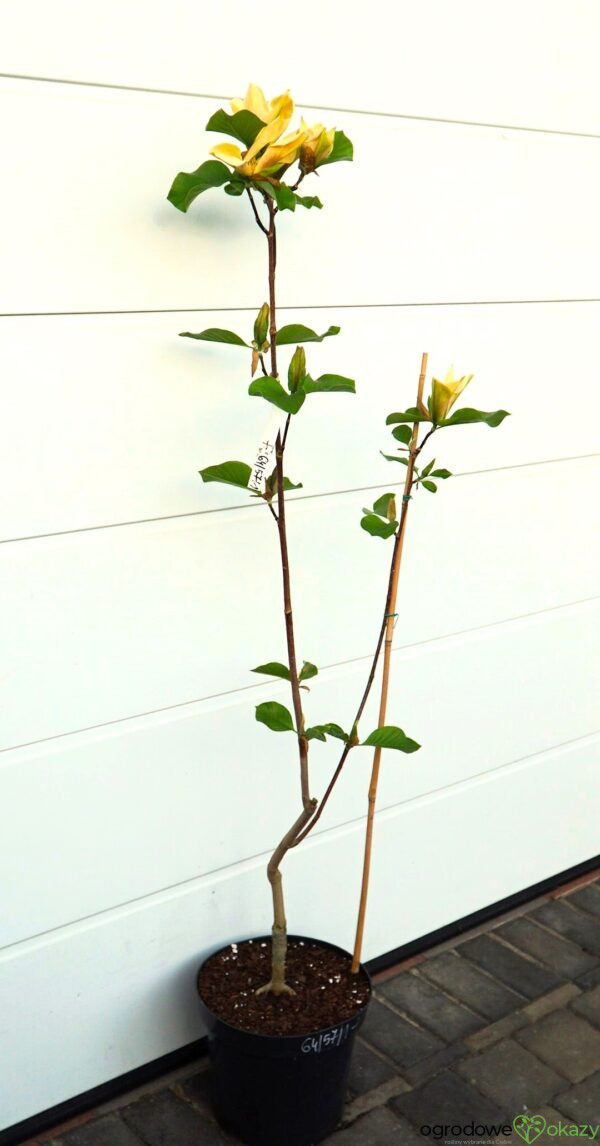 MAGNOLIA JUDY ZUK