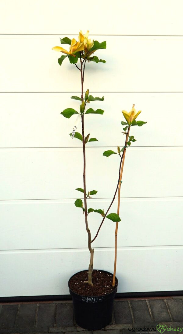 MAGNOLIA JUDY ZUK