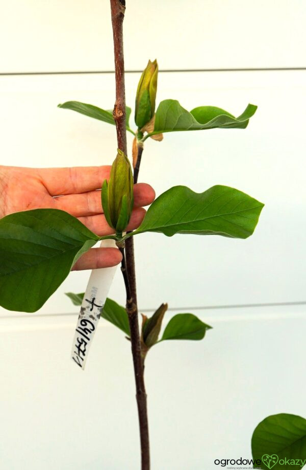 MAGNOLIA JUDY ZUK
