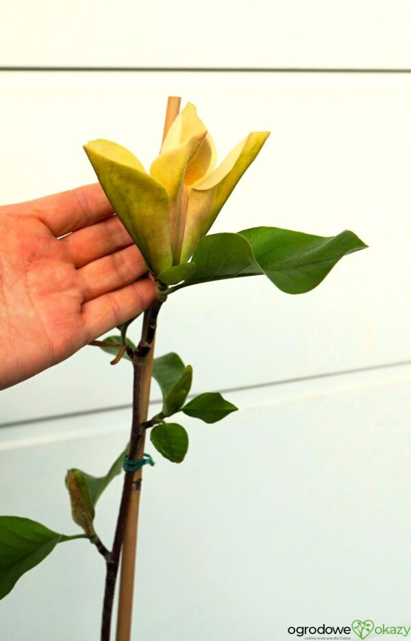 MAGNOLIA JUDY ZUK