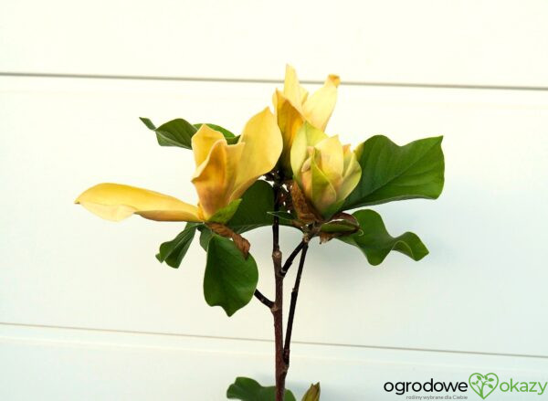 MAGNOLIA JUDY ZUK