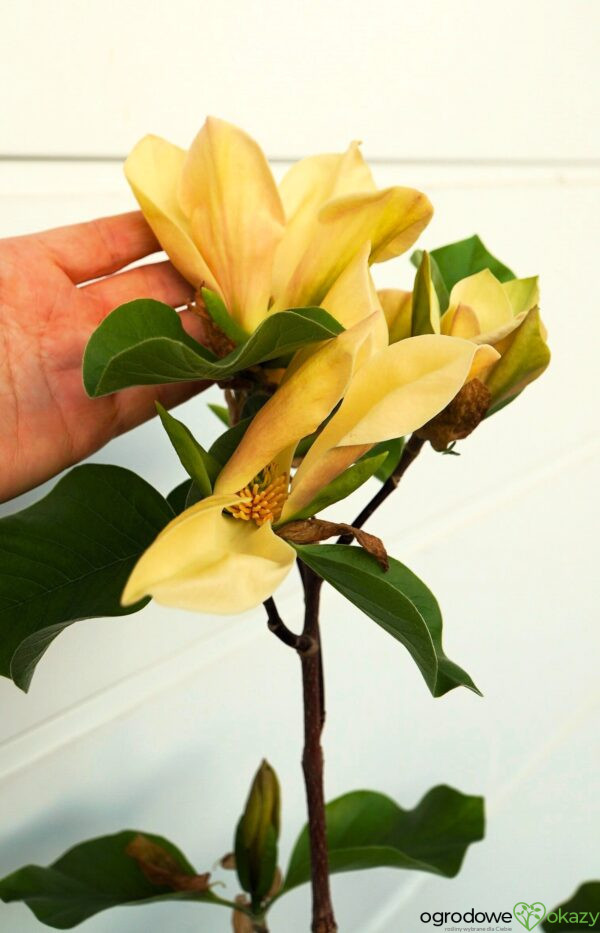 MAGNOLIA JUDY ZUK