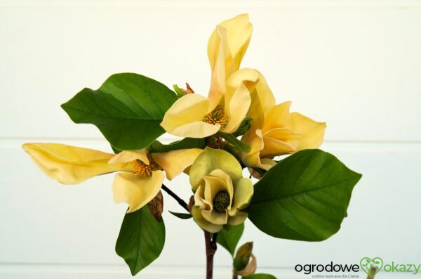 MAGNOLIA JUDY ZUK
