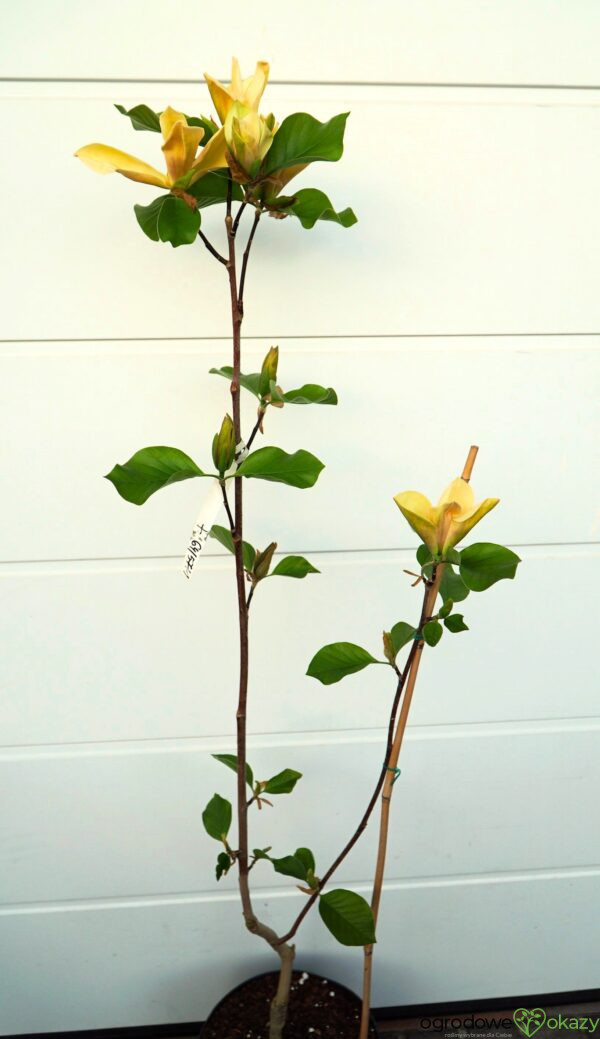 MAGNOLIA JUDY ZUK