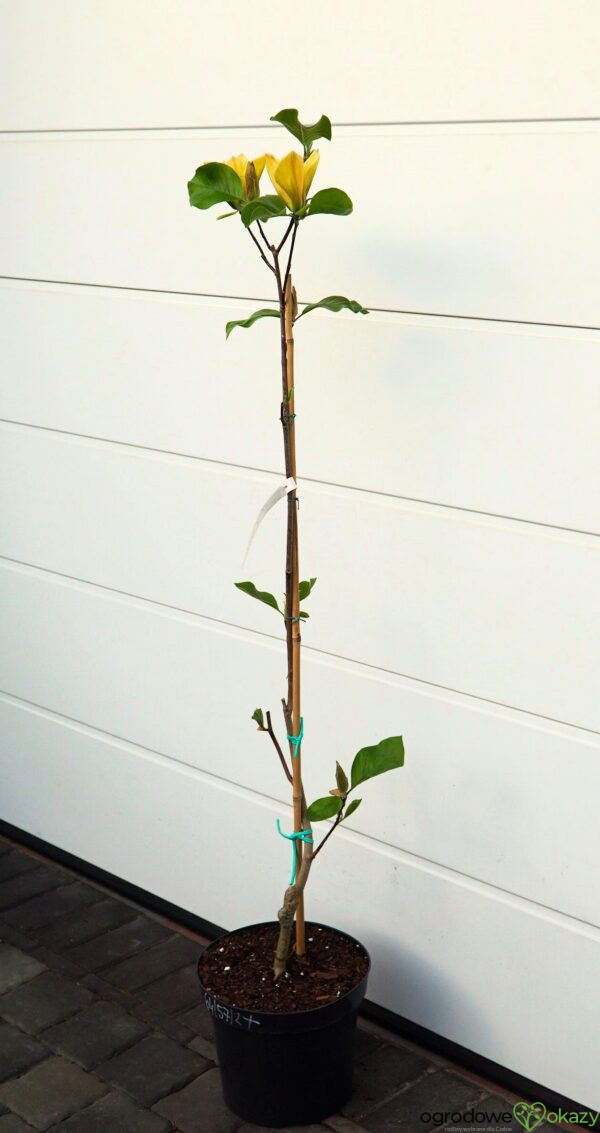 MAGNOLIA JUDY ZUK