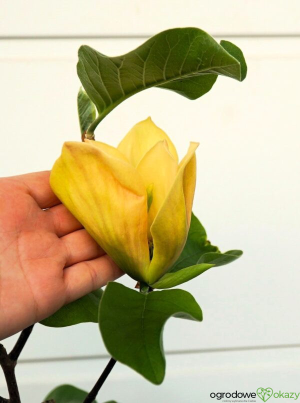 MAGNOLIA JUDY ZUK