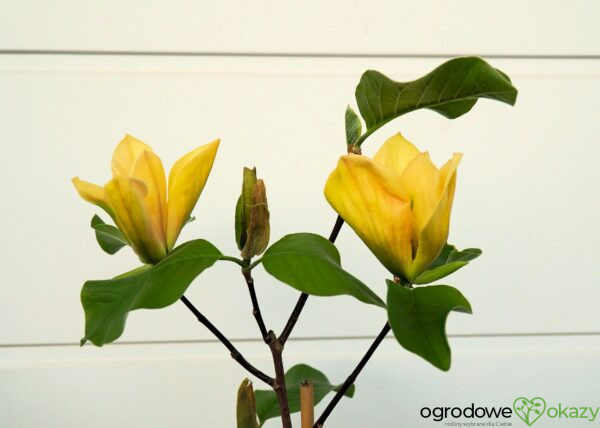 MAGNOLIA JUDY ZUK