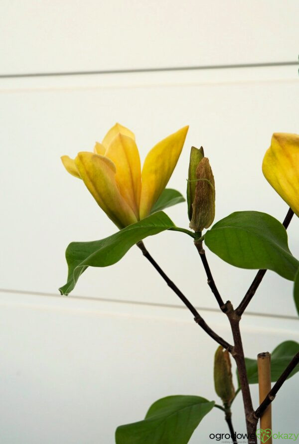 MAGNOLIA JUDY ZUK