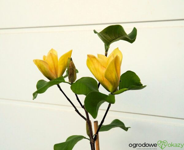 MAGNOLIA JUDY ZUK