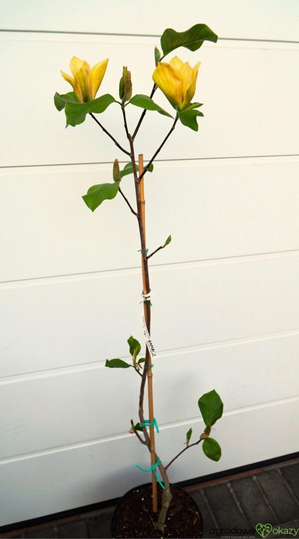 MAGNOLIA JUDY ZUK