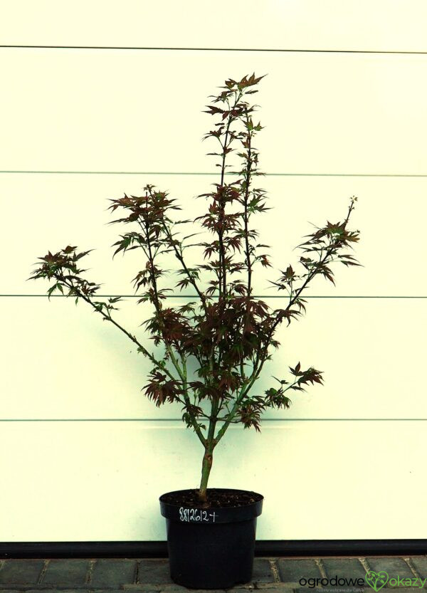 KLON PALMOWY BENI HOSHI Acer palmatum