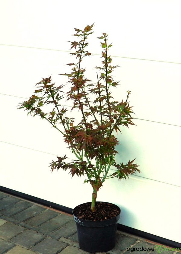 KLON PALMOWY BENI HOSHI Acer palmatum