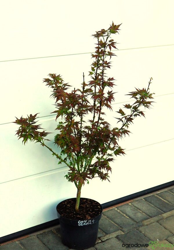 KLON PALMOWY BENI HOSHI Acer palmatum