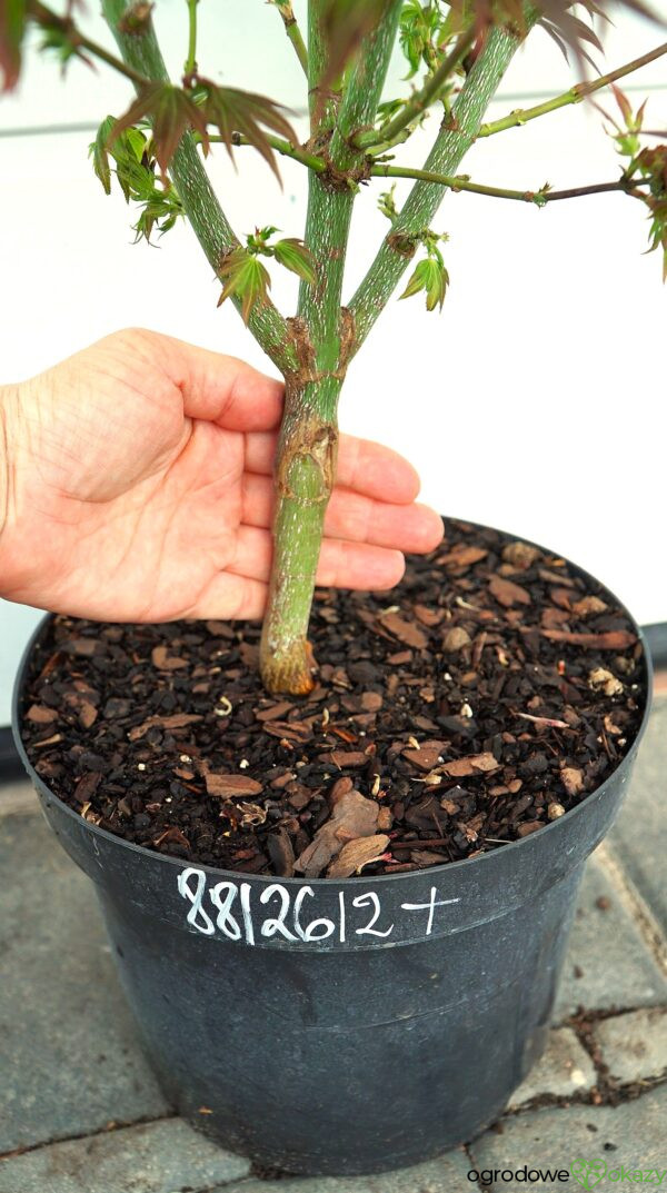 KLON PALMOWY BENI HOSHI Acer palmatum