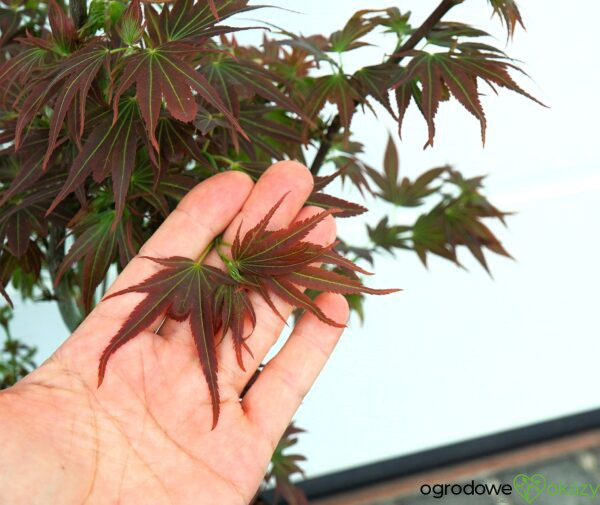 KLON PALMOWY BENI HOSHI Acer palmatum