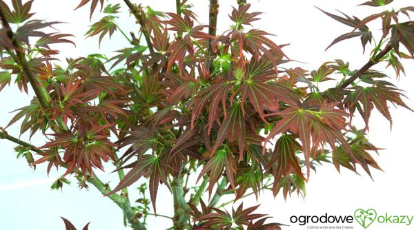 KLON PALMOWY BENI HOSHI Acer palmatum